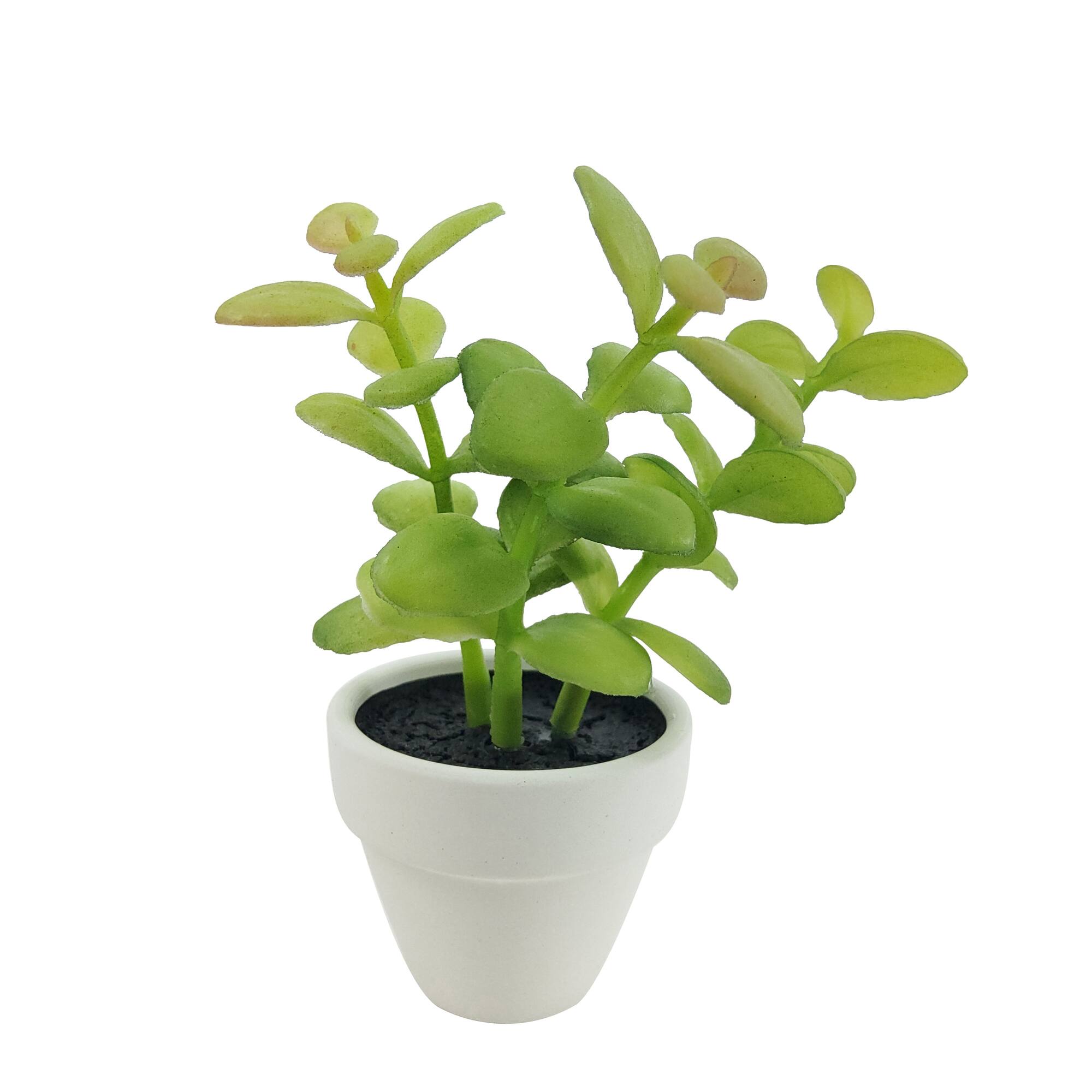 Assorted Micro Premade Succulent, 1pc. by Ashland®